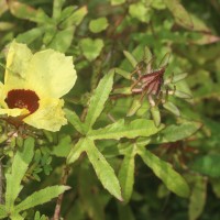 Hibiscus surattensis L.